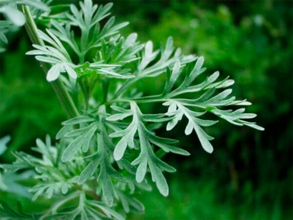 Absinto - Santosflora