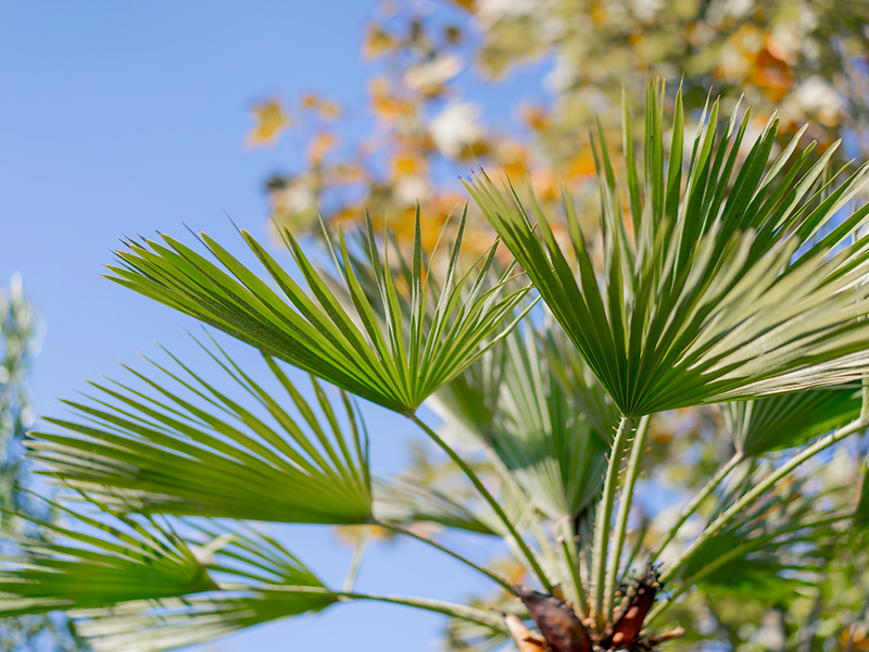 Saw Palmetto (Sabal)